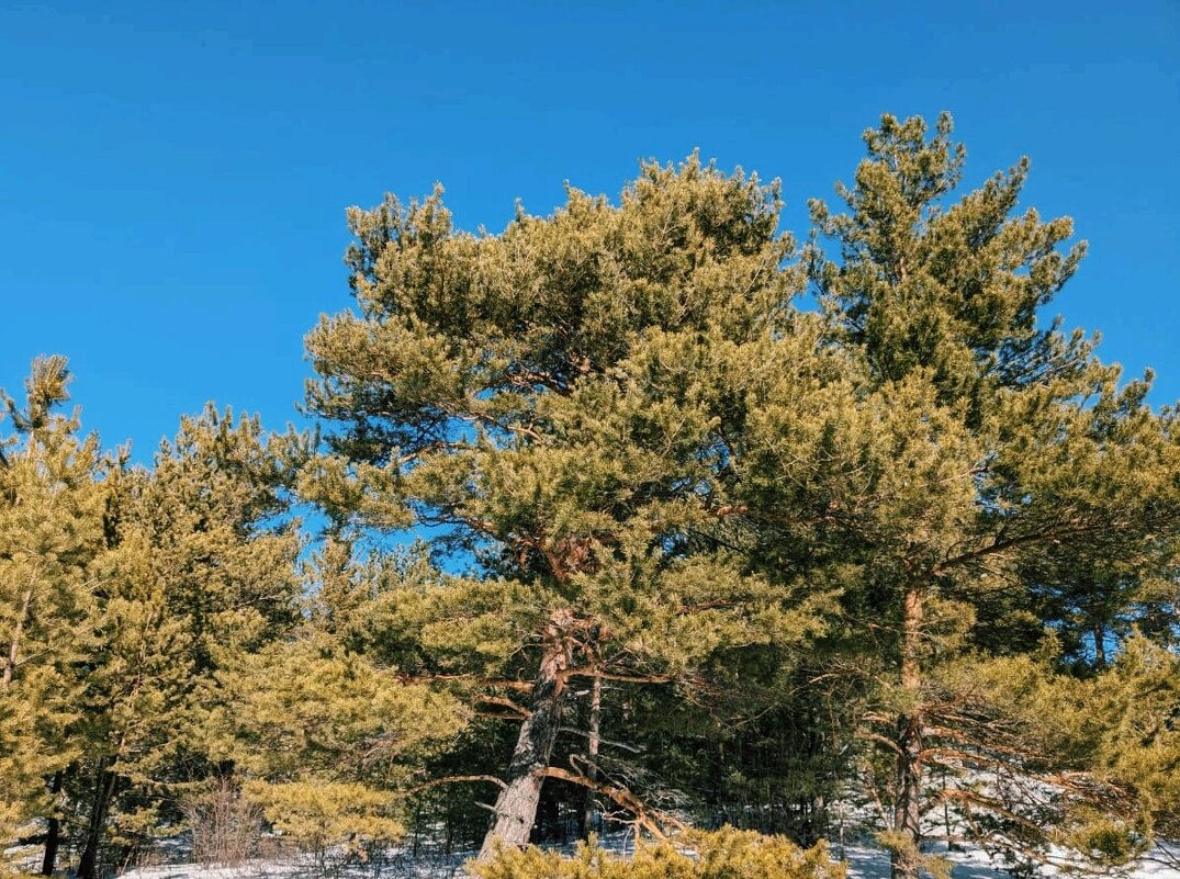 Весна пришла - Георгиевич 