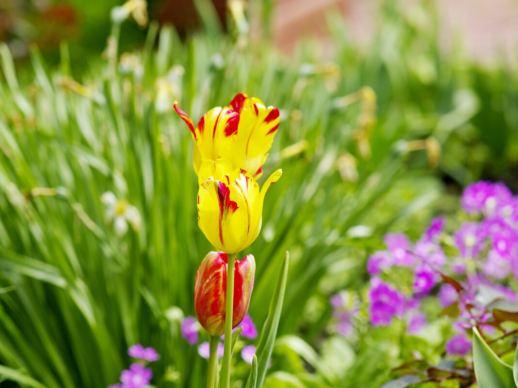 Тюльпаны - Сергей Швечков