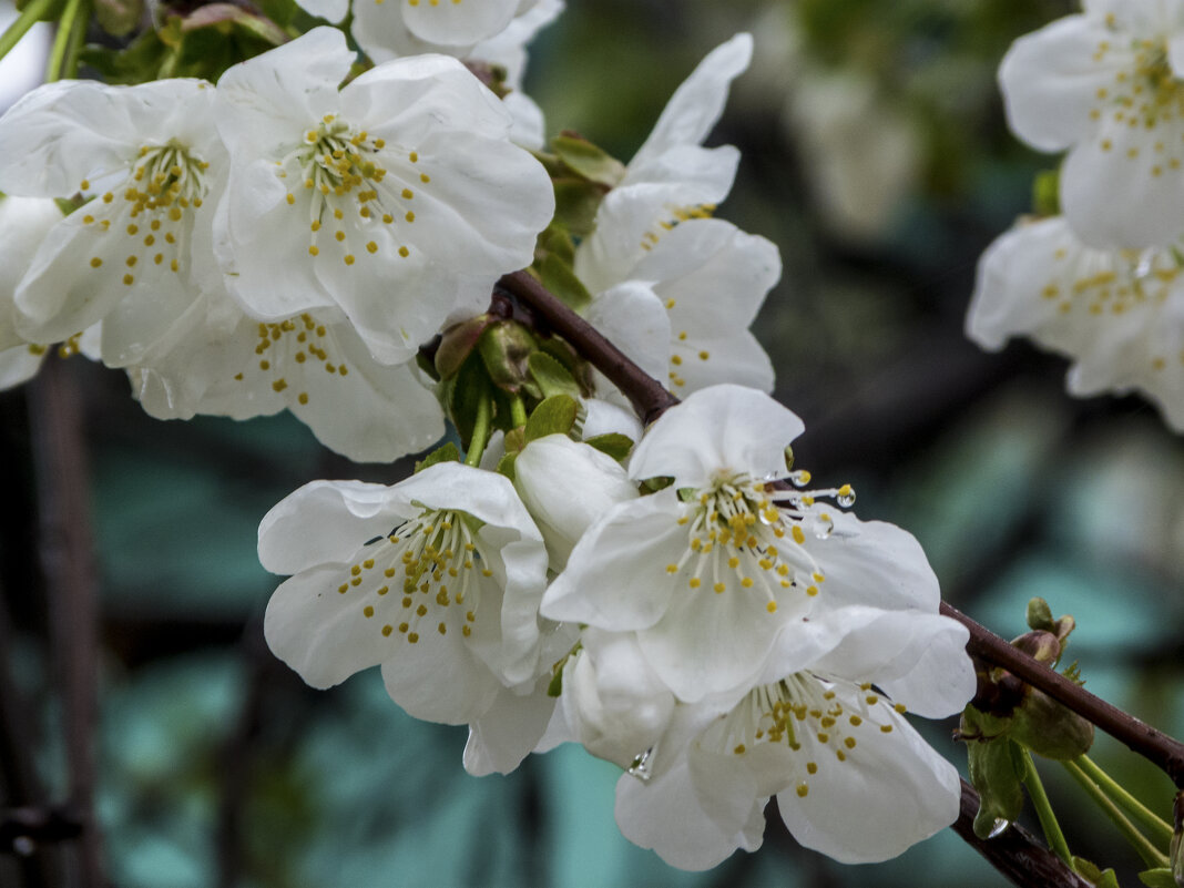 Вишня  цветёт - Валентин Семчишин