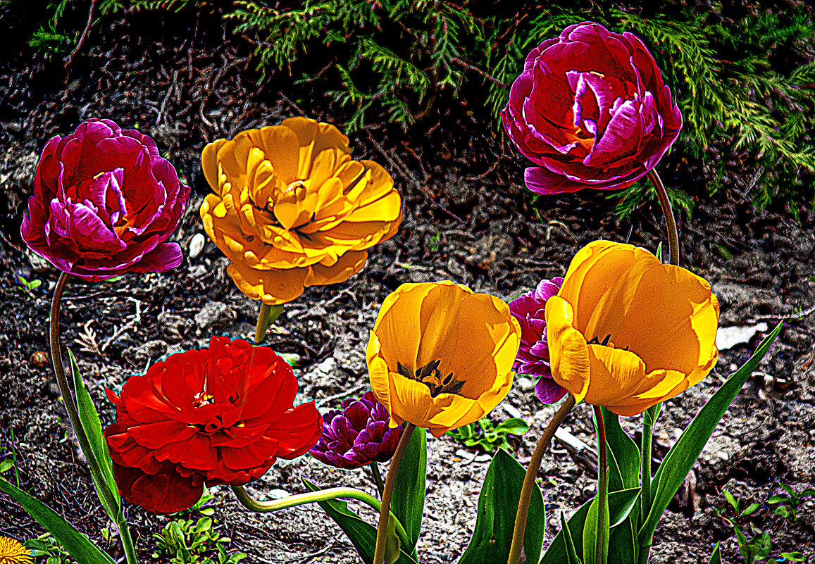 Улыбка природы - Владимир Кроливец Улыбка природы - Владимир Кроливец