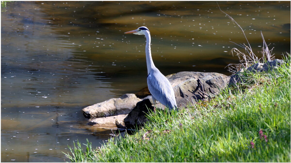Серая цапля на охоте.( Ardea cinerea ) - "The Natural World" Александер Серая цапля на охоте.( Ardea cinerea ) - "The Natural World" Александер