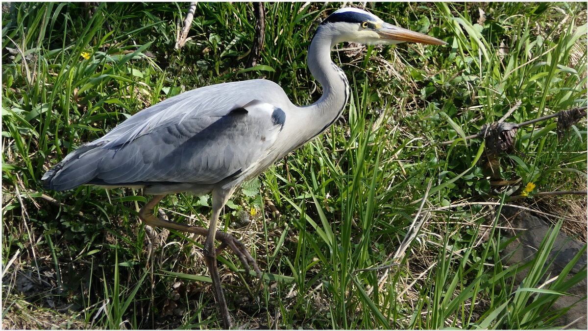 Серая цапля на охоте.( Ardea cinerea ) - "The Natural World" Александер Серая цапля на охоте.( Ardea cinerea ) - "The Natural World" Александер