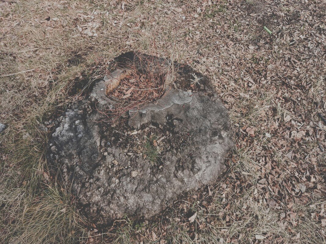 Пень-вулкан - Игорь Солдаткин