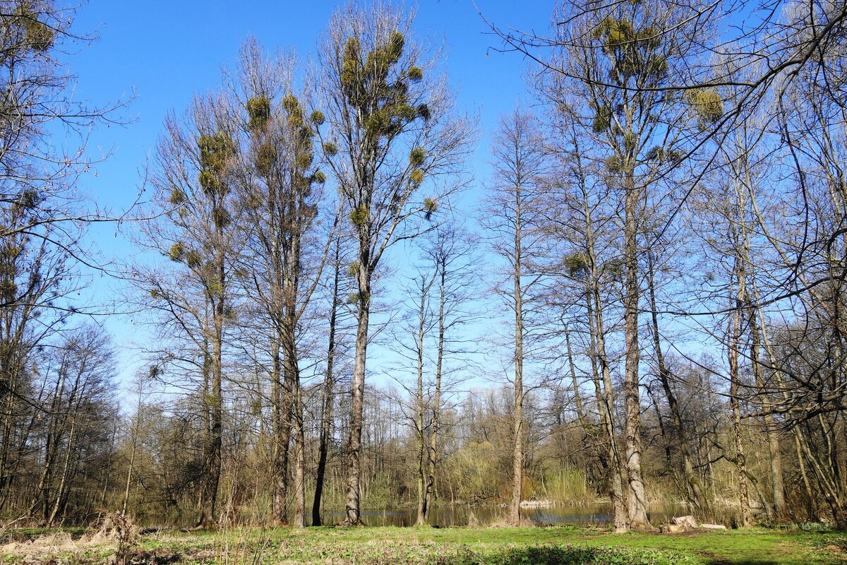 Апрель - Рита Симонова