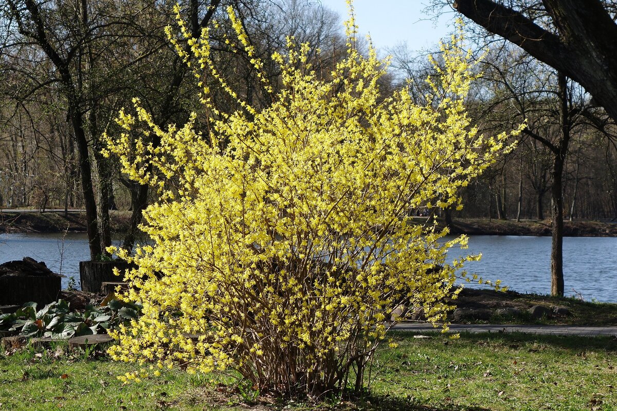 Форзиция - Рита Симонова Форзиция - Рита Симонова