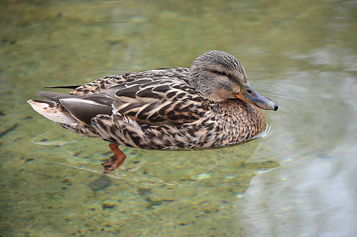 В Аптекарском огороде - Татьяна Тюменка В Аптекарском огороде - Татьяна Тюменка