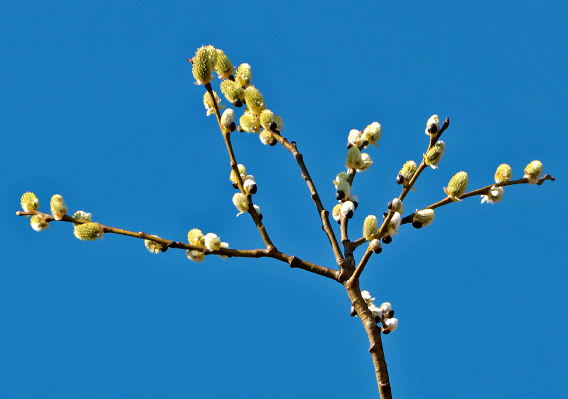 С Вербным Воскресеньем!❤️ - Светлана 