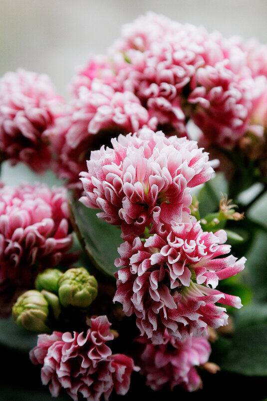 Утро на подоконнике - Aleksey Zaikin