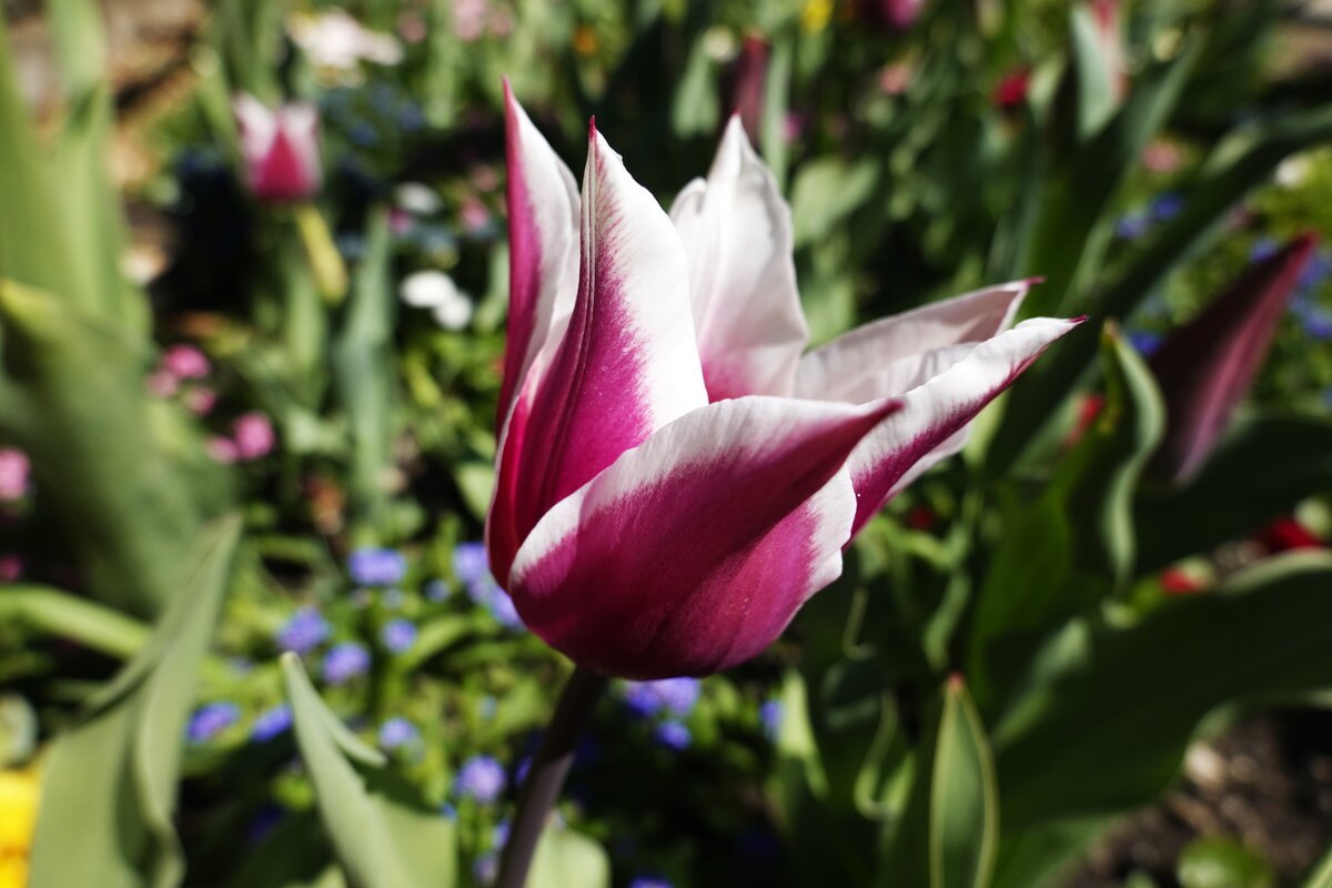 "...Какая прелесть! - цвет тюльпана. Какая нежность, стиль в цветке. ,,," - Галина "...Какая прелесть! - цвет тюльпана. Какая нежность, стиль в цветке. ,,," - Галина