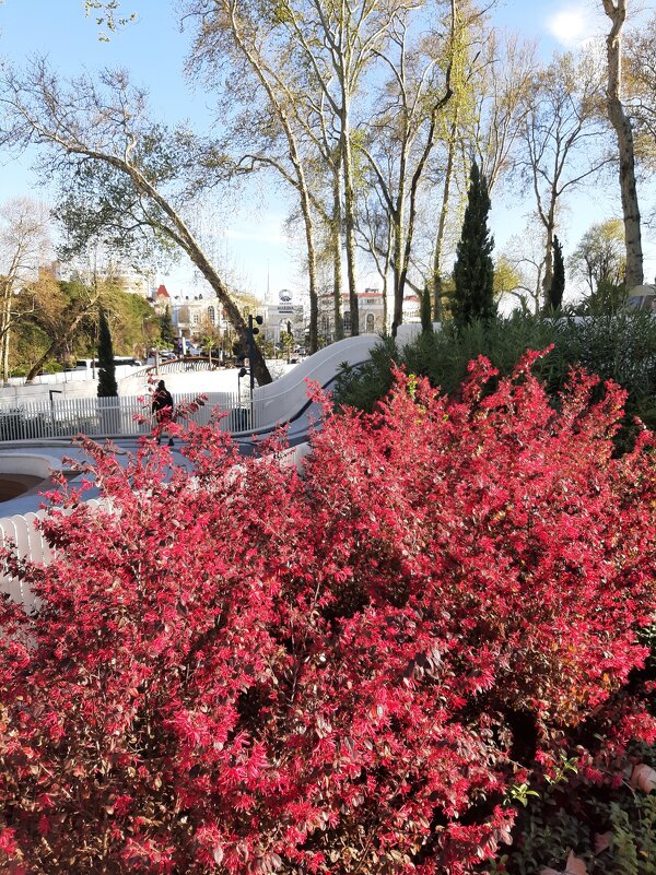 Набережная реки Сочи - Tata Wolf