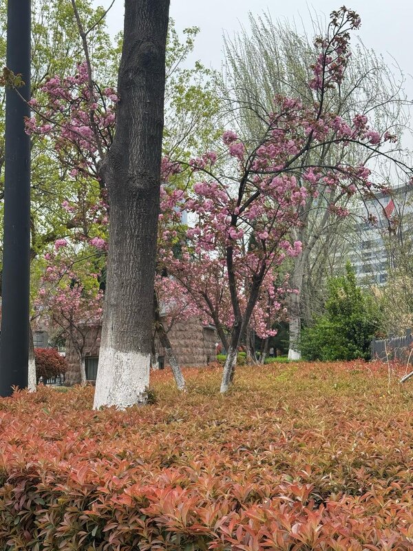 Весна в Китае - Ирэн 