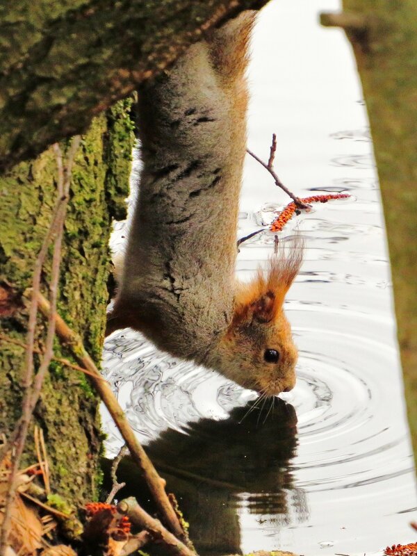 Спустилась попить - Андрей Снегерёв Спустилась попить - Андрей Снегерёв