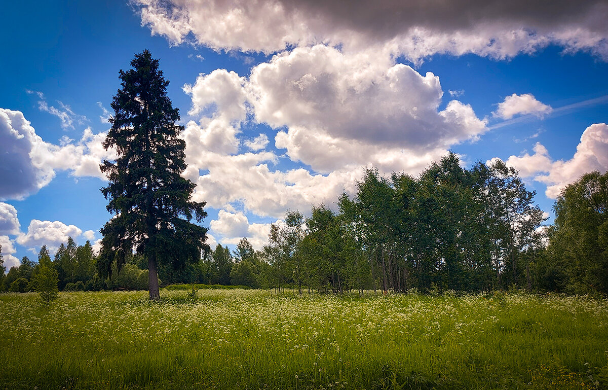 Летний сюжет - Николай Дергачев