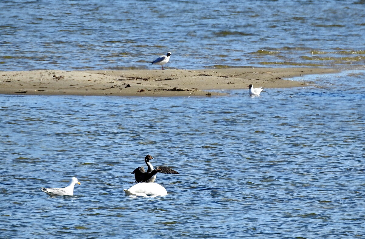 весна - ИННА ПОРОХОВА