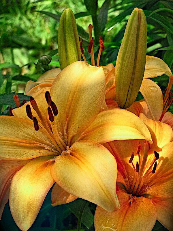 Лилия - Andy Лилия - Andy