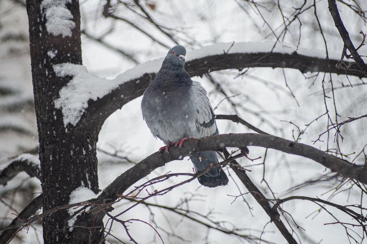 *** - Николай Чекалин