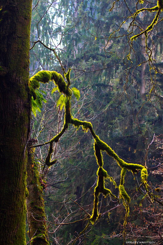 ...там на неведомых дорожках... - Sergey Krivtsov