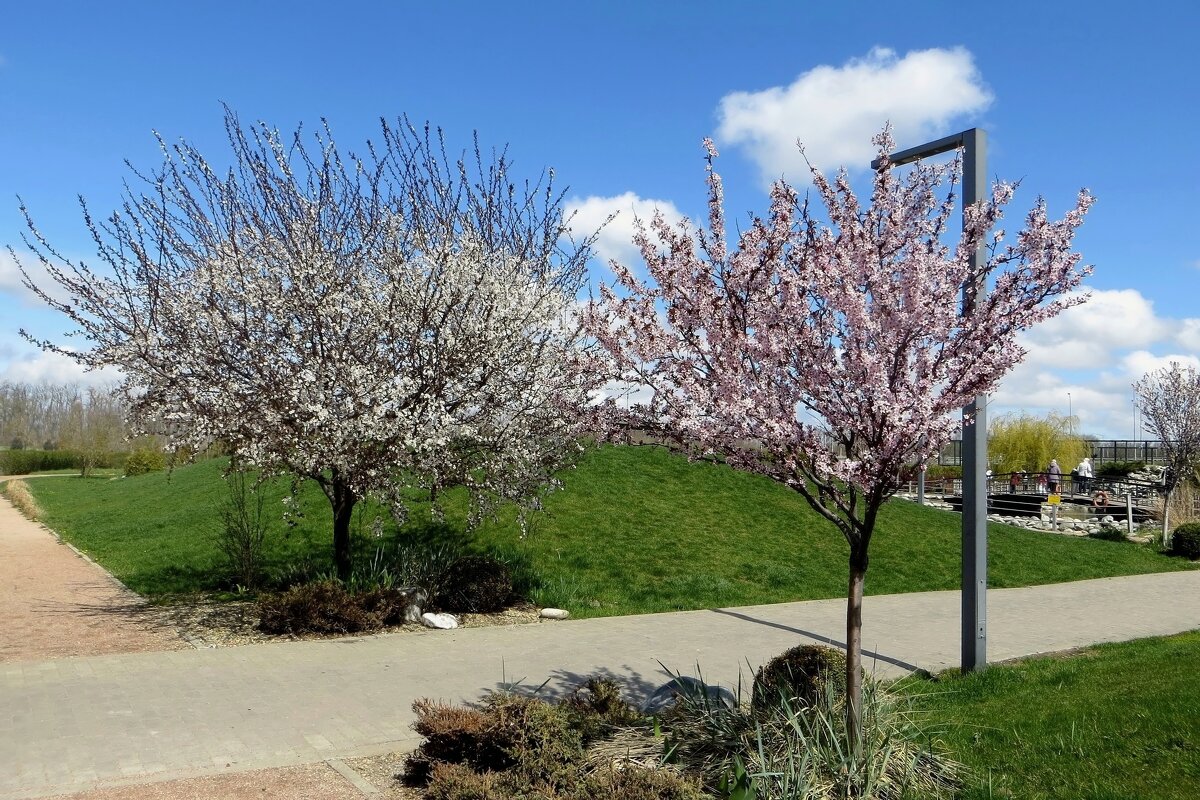 Цветущий апрель в МЕГА Парке Аксая - Татьяна Смоляниченко