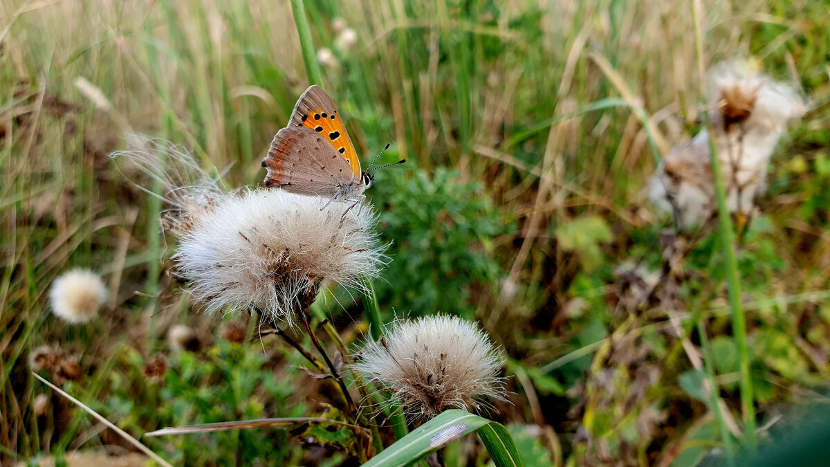 опять про бабочек  6 - Александр Прокудин