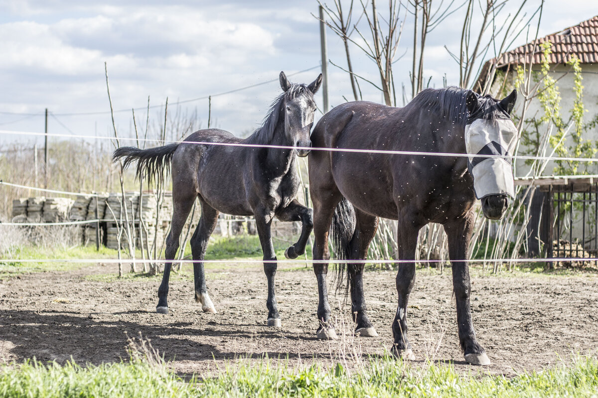 Портрет красивых Лошадей - Коля Лукашов