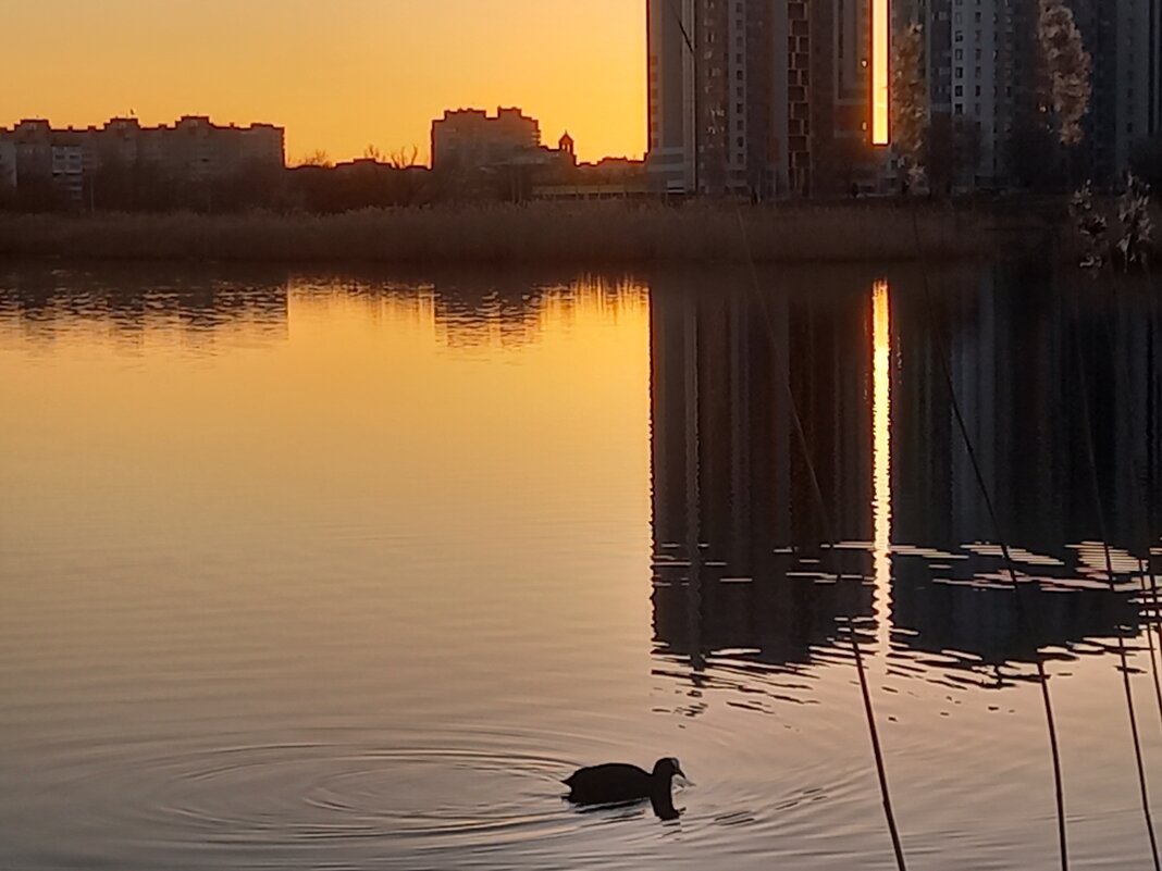 Закат - Сапсан 