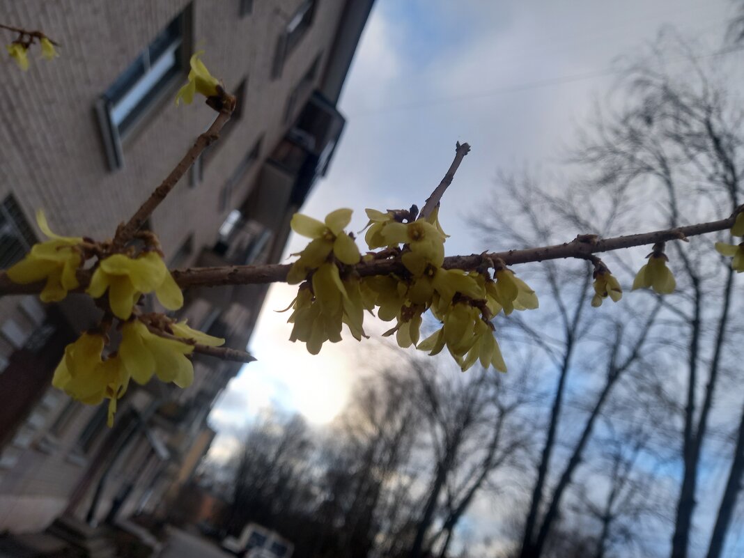 Форзиция - Сапсан 