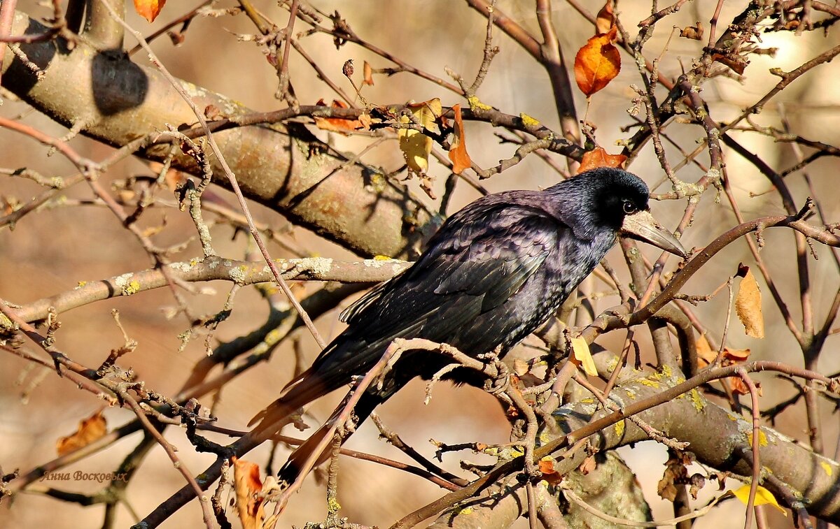 Грач. - Восковых Анна Васильевна 