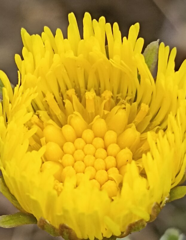 Желтый - Pippa Желтый - Pippa