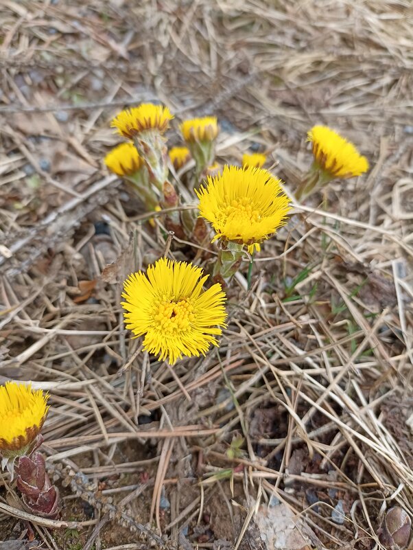 Солнышки - Pippa Солнышки - Pippa