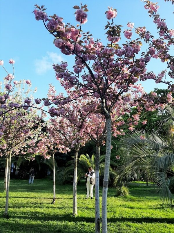 ЧЕРЕШНЕВЫЙ САД. АПРЕЛЬ 2025 - Tata Wolf