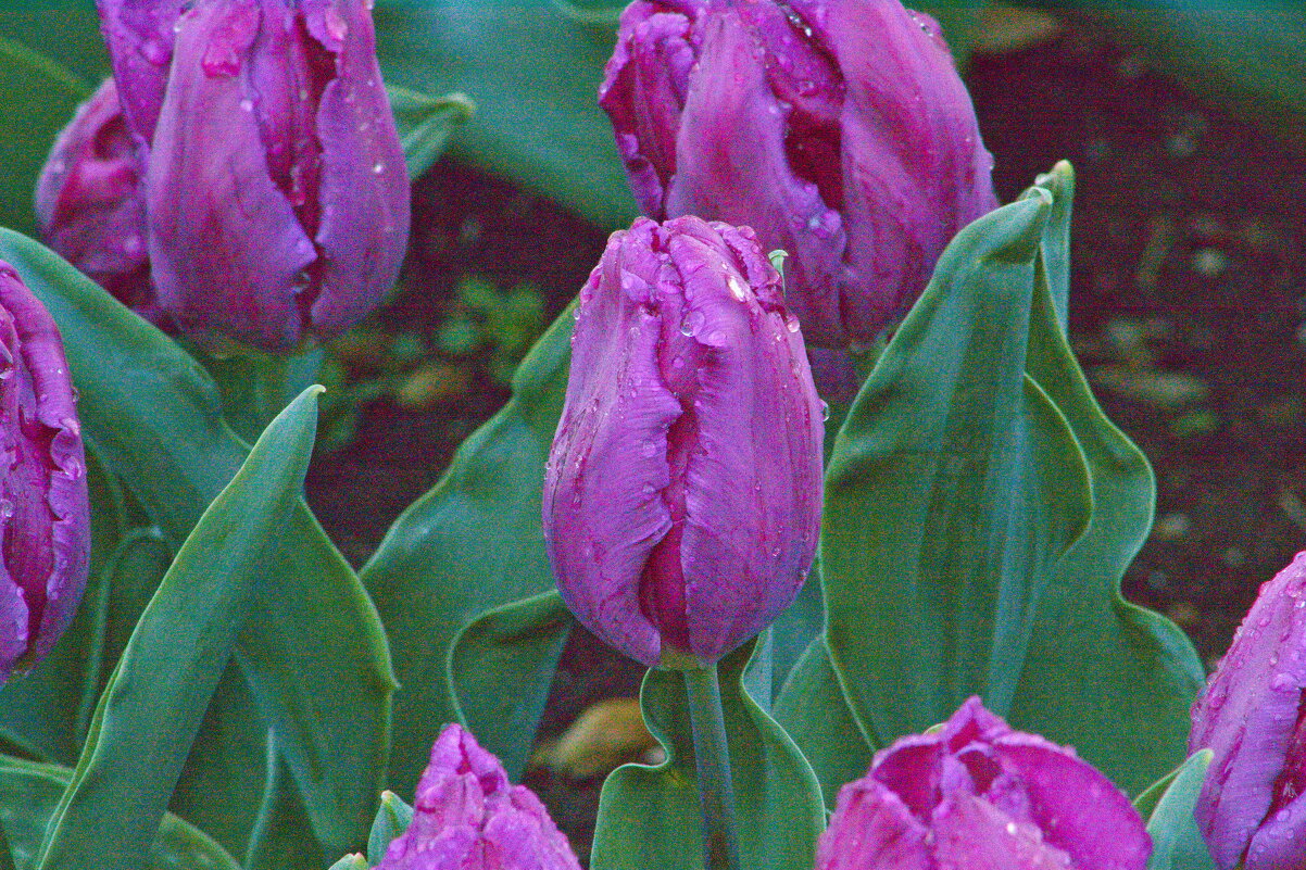 Фиолетовый тюльпан - Giant Tao /