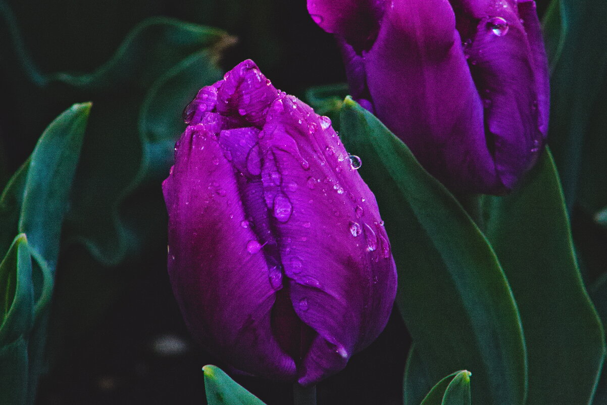 фиолетовый тюльпан - Giant Tao /