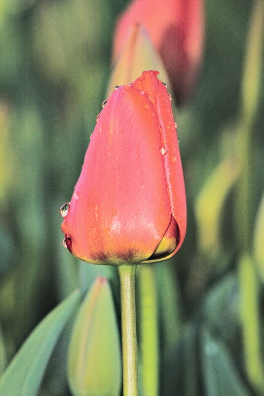 Красный тюльпанчик - Giant Tao /