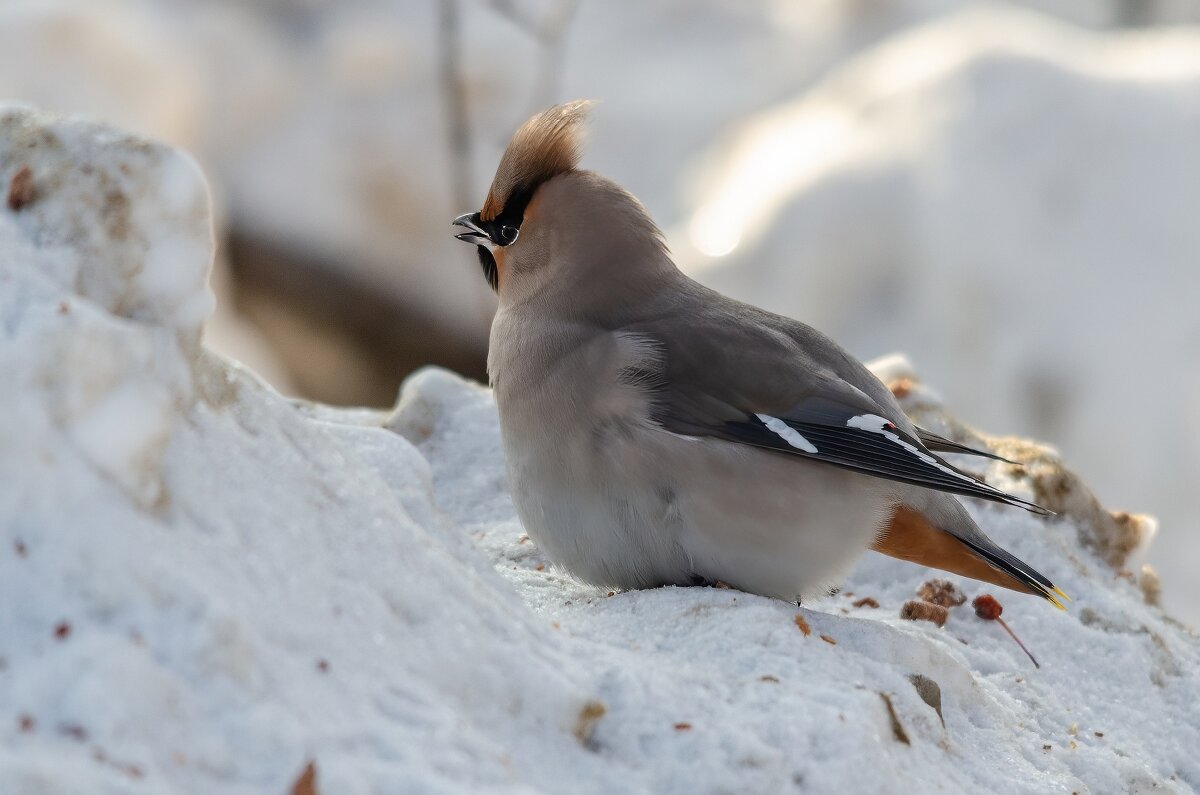 Свиристель. - Виктор Иванович Чернюк