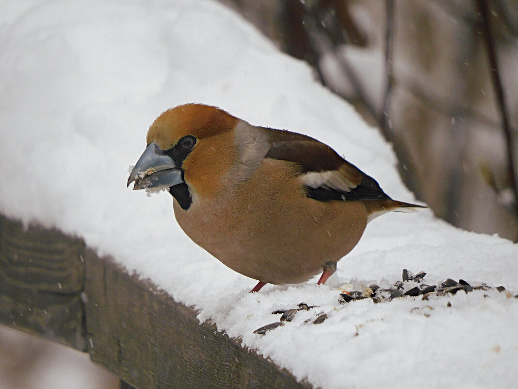 Дубонос - Лина Дубонос - Лина