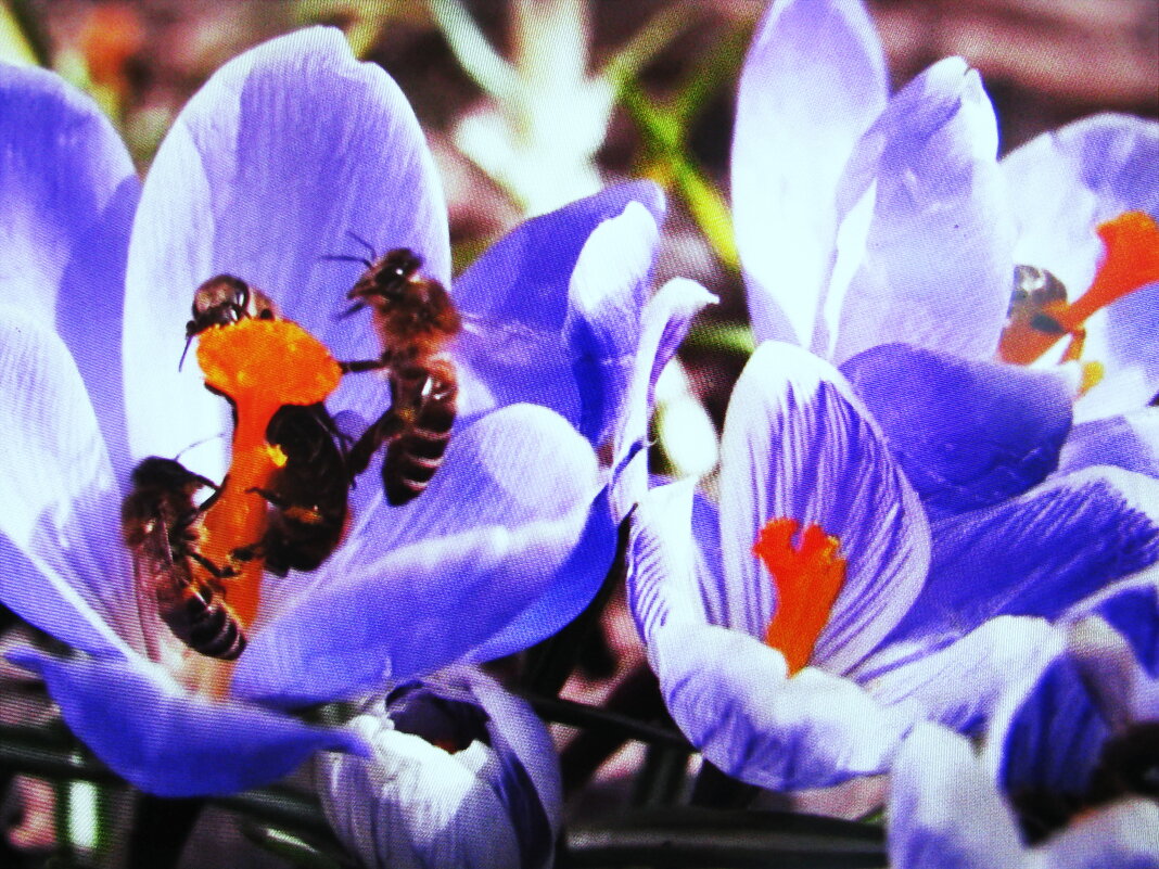 Рады, что растаял снег - Людмила Смородинская