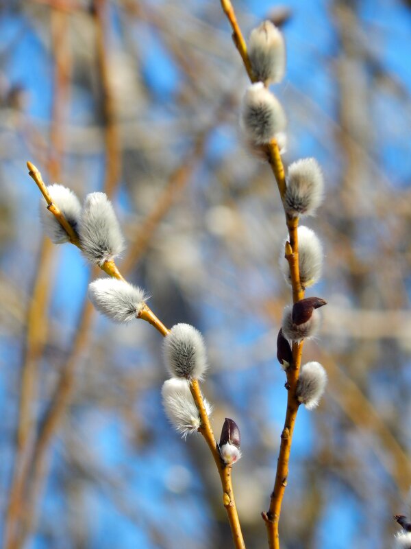 Верба - Юлия Голикова