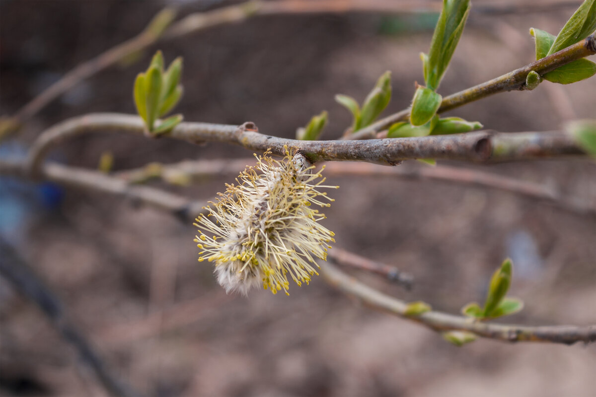 Пробуждение - Дмитрий Костоусов