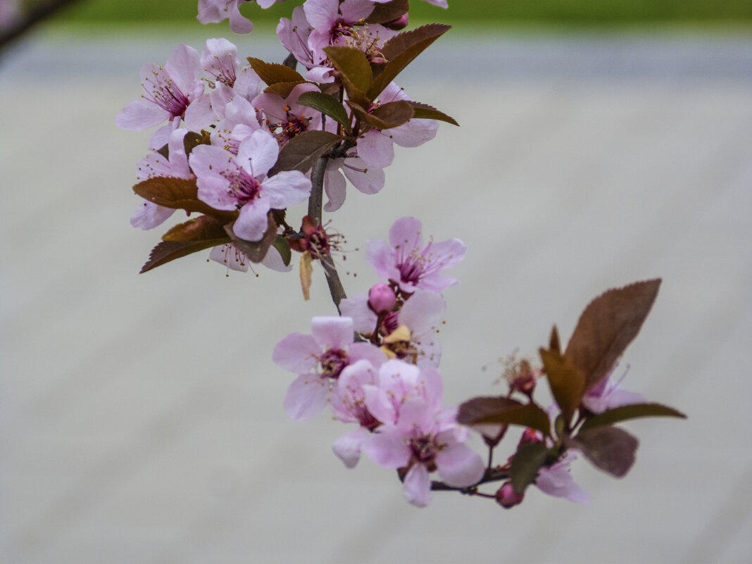Яблоня Черри - Валентин Семчишин