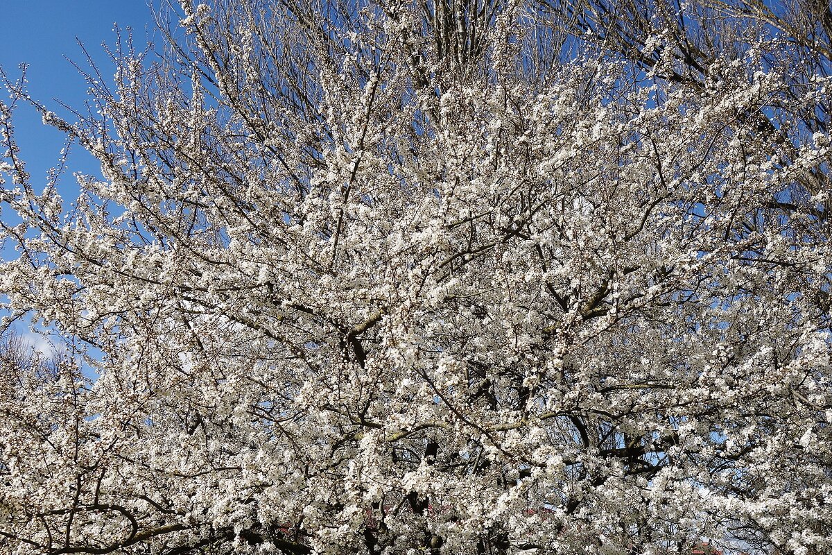 Апрельское цветение - Рита Симонова