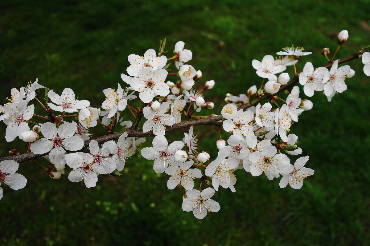 Апрельское цветение - Рита Симонова