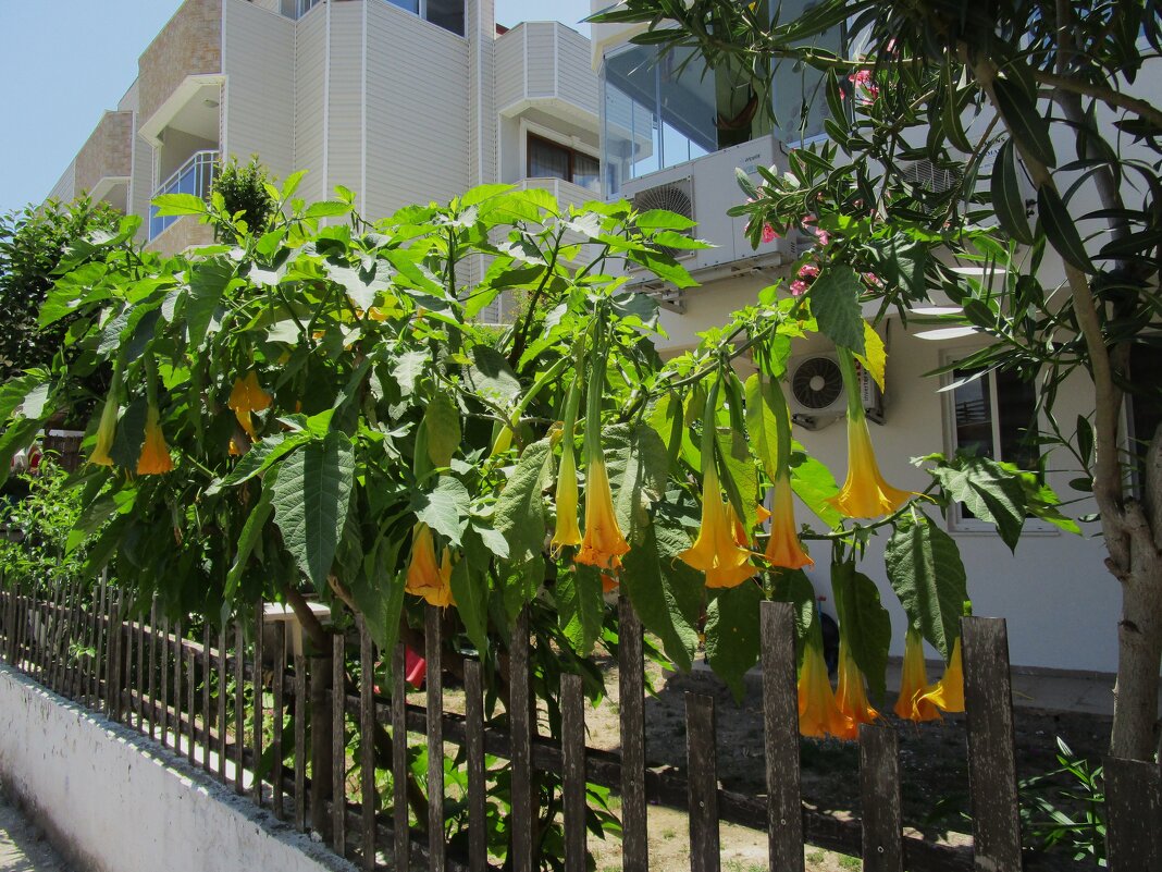 Мармарис июнь Турция - Елена Шаламова Мармарис июнь Турция - Елена Шаламова