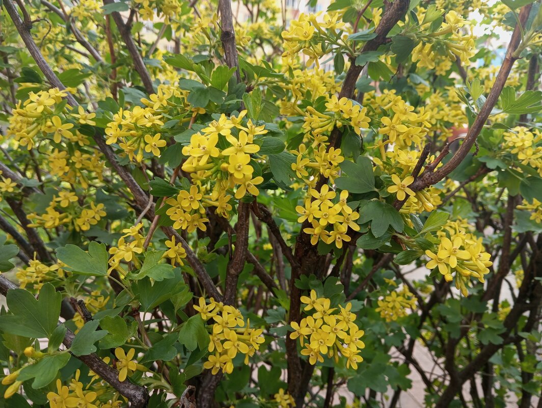 Весеннее - Елена Семигина Весеннее - Елена Семигина