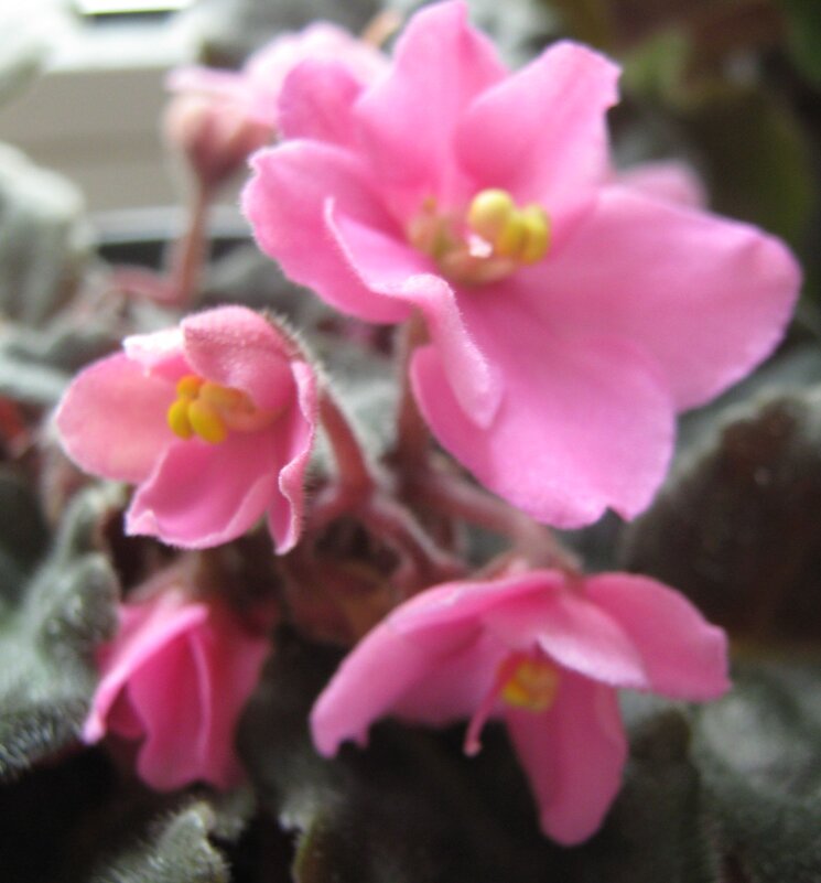 Фиалка - Елена Семигина