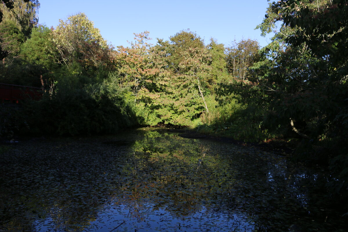 Утро ботанического сада - Ольга 