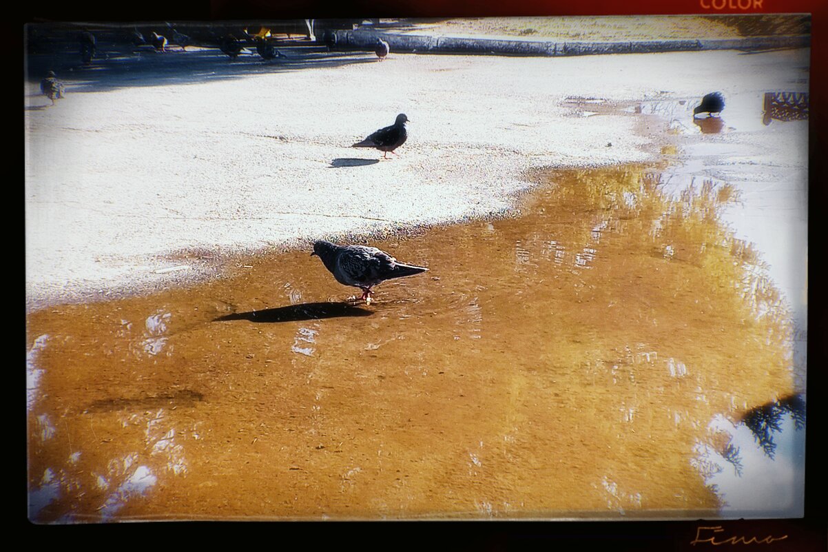 Голубям жарко. - Игорь Солдаткин