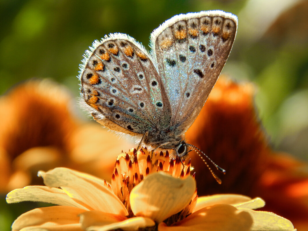 На цветке - Александр Ковальчук На цветке - Александр Ковальчук