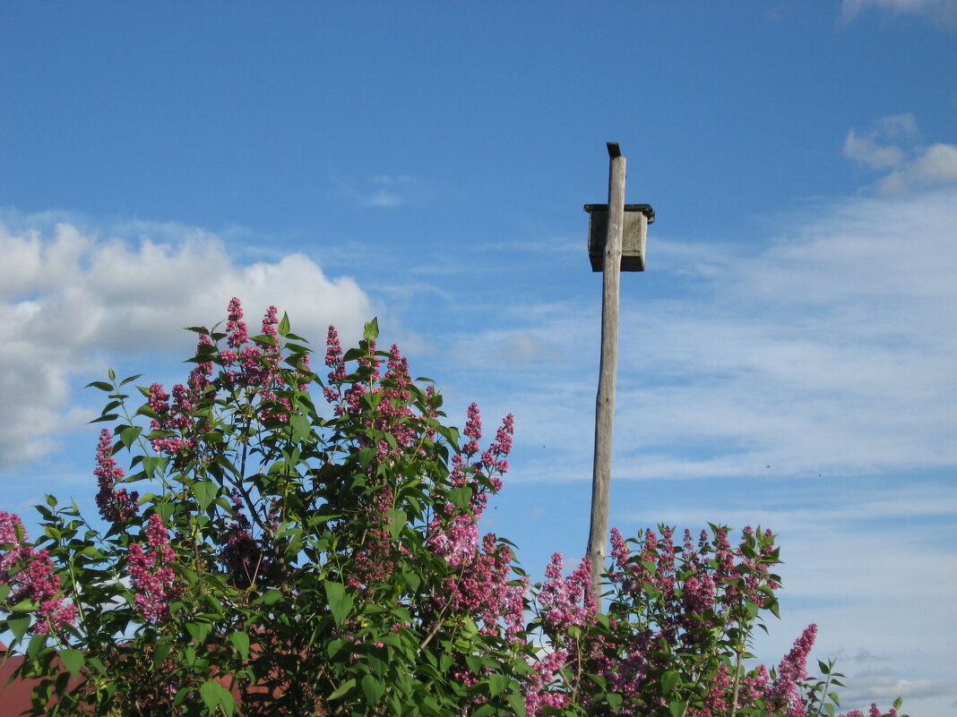 Скворечник - Надежда Скворечник - Надежда