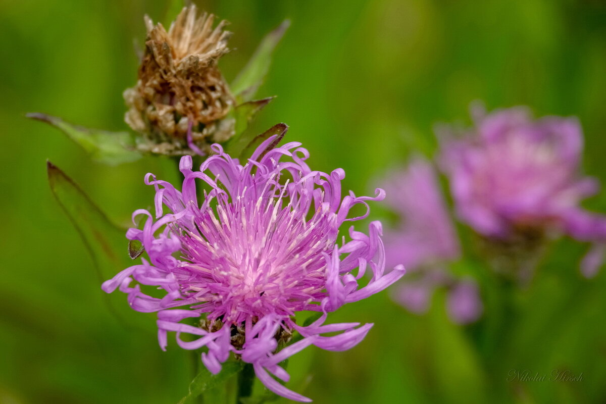 Василёк луговой... - Николай Гирш