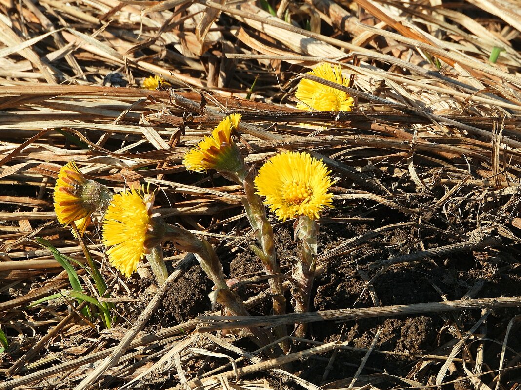 Мать-и-мачеха - Леонид leo Мать-и-мачеха - Леонид leo